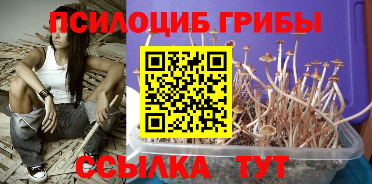 Черкесск  Галлюциногенные грибы Psilocybine cubensis  Вход с VPN  Галлюциногенные грибы мицелий 